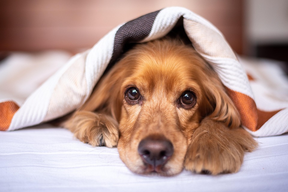 Pets Image